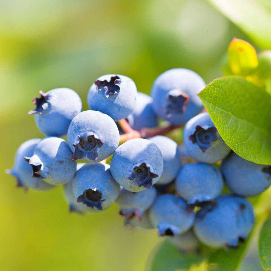 Duke Blueberry live fruit plant