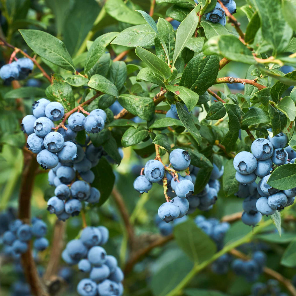 Duke Blueberry live fruit plant