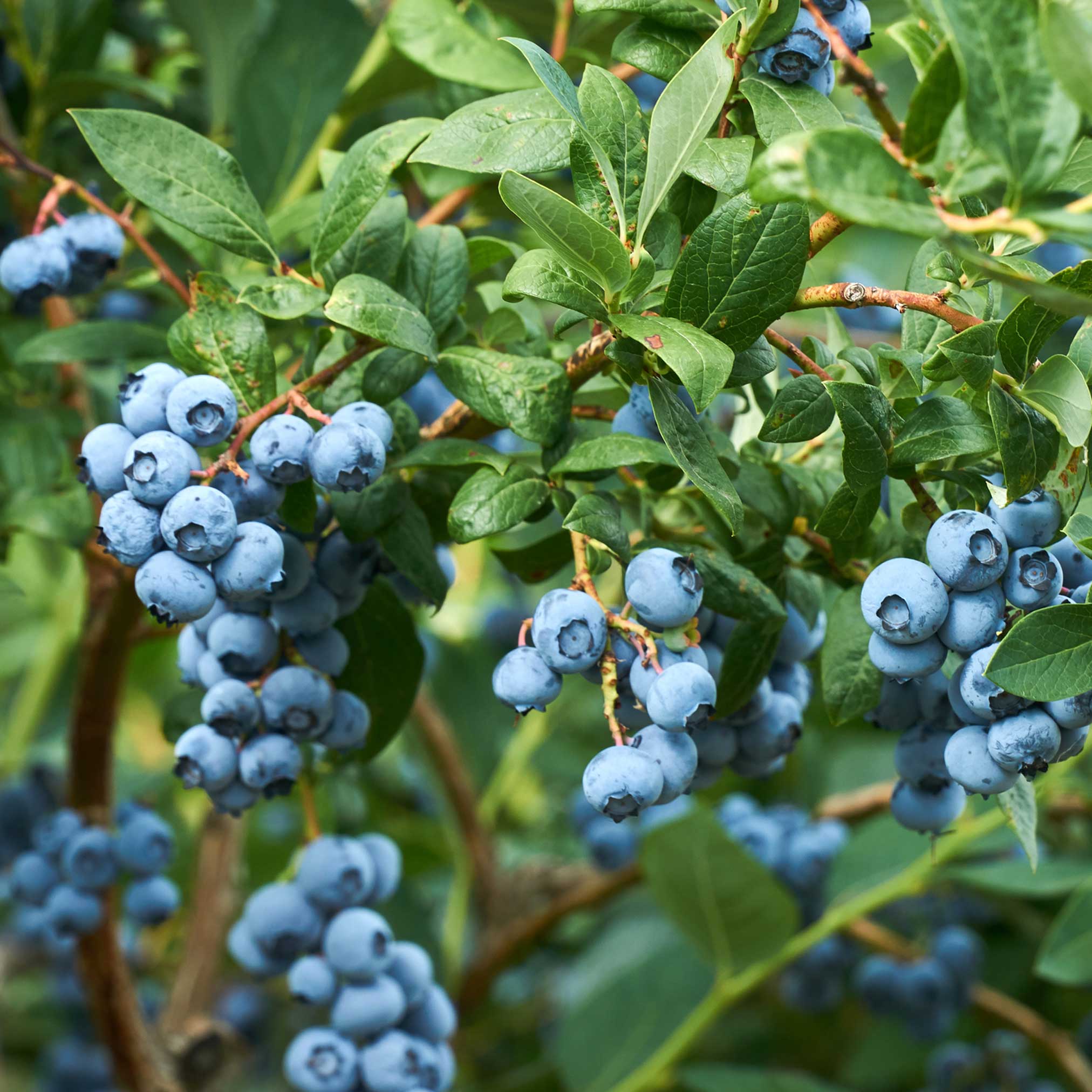 Duke Blueberry live fruit plant
