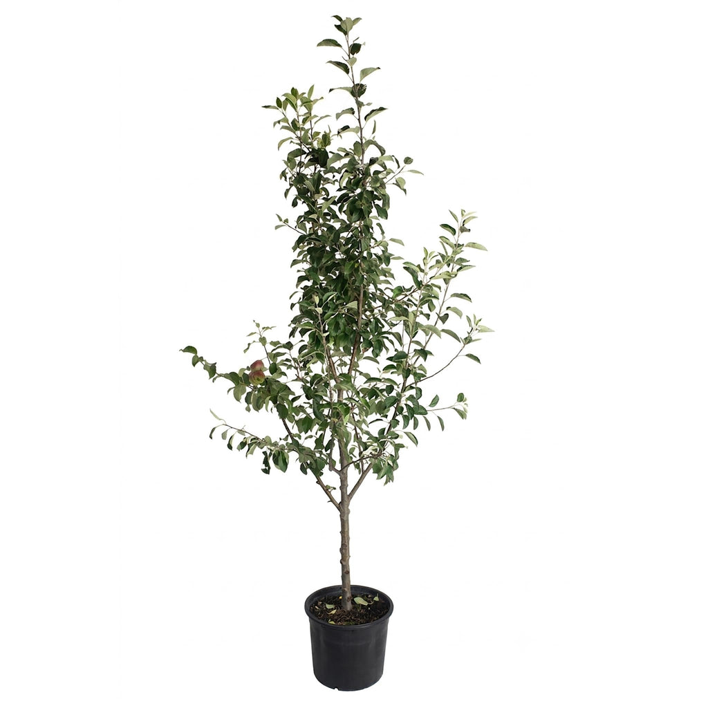 3-in-1 Apple Tree live fruit plant