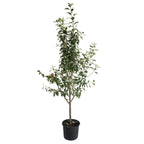 3-in-1 Apple Tree live fruit plant