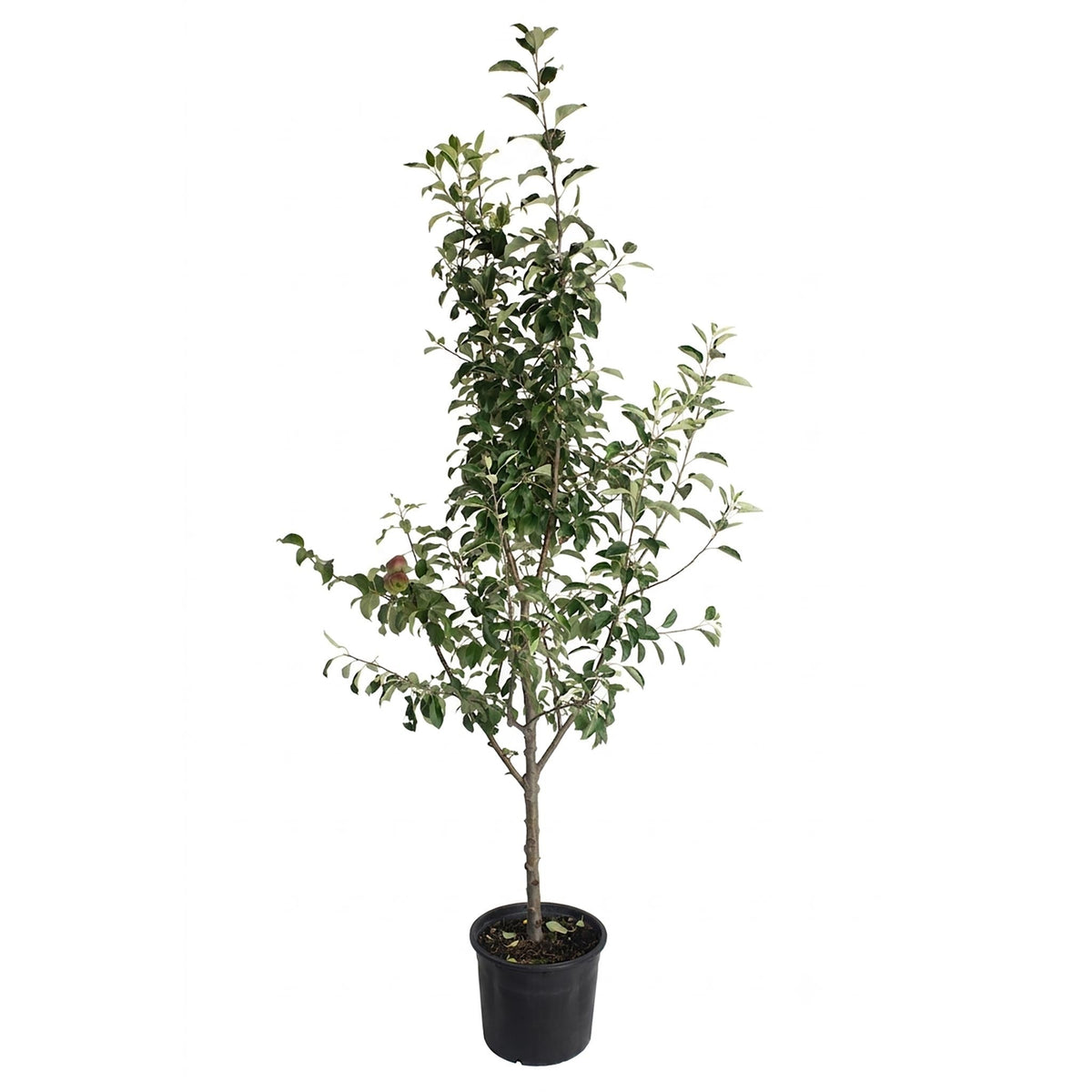 3-in-1 Apple Tree live fruit plant