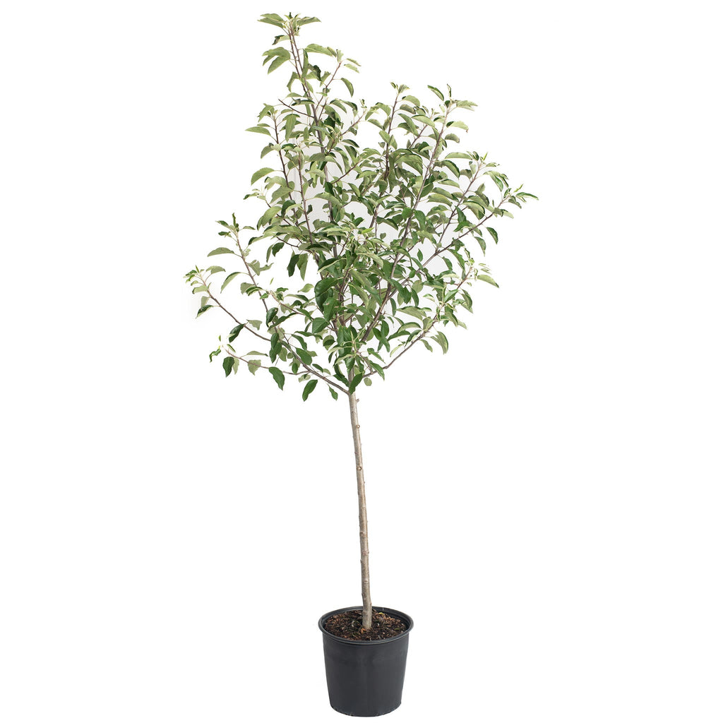 Gala Apple Tree live fruit plant