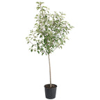 Gala Apple Tree live fruit plant