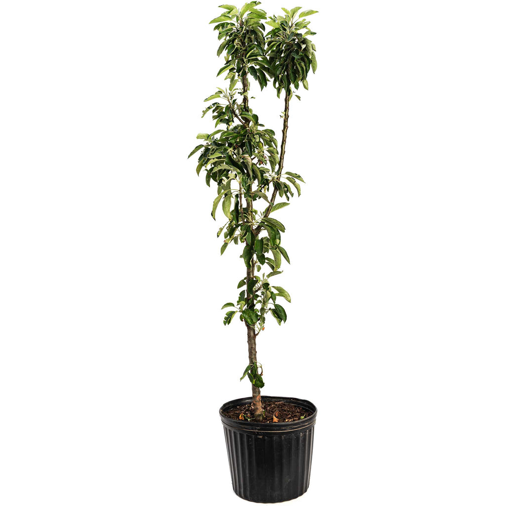 Golden Treat™ Fruit Snacks™ Apple Tree live fruit plant