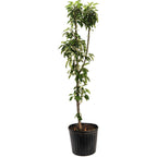 Golden Treat™ Fruit Snacks™ Apple Tree live fruit plant