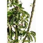 Golden Treat™ Fruit Snacks™ Apple Tree live fruit plant