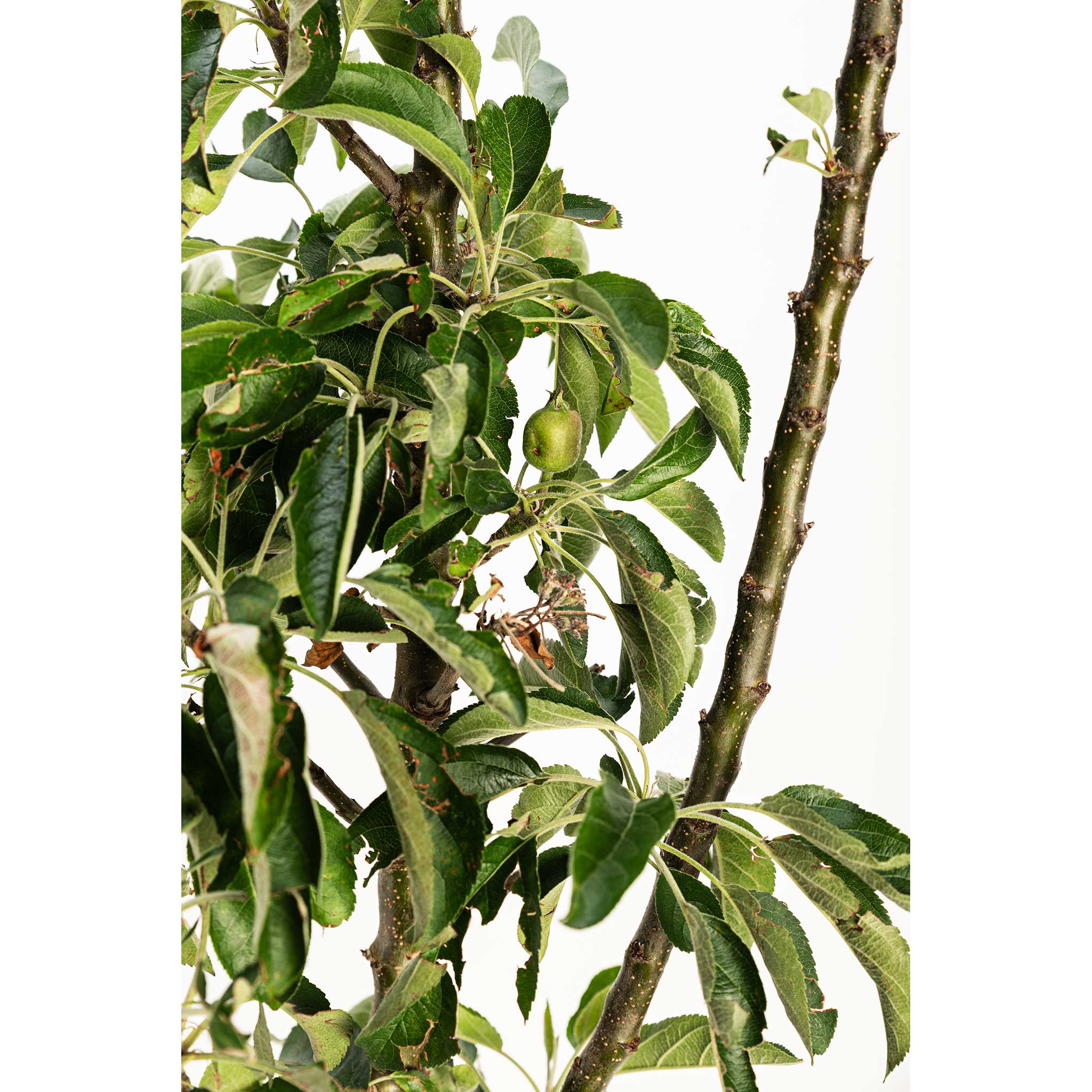 Golden Treat™ Fruit Snacks™ Apple Tree live fruit plant
