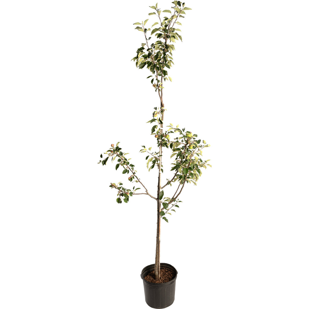 Granny Smith Apple Tree live fruit plant