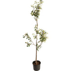 Granny Smith Apple Tree live fruit plant