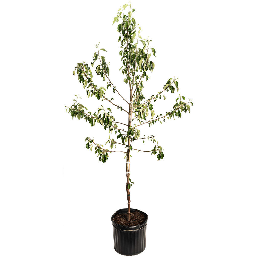 Honeycrisp™ Apple Tree live fruit plant