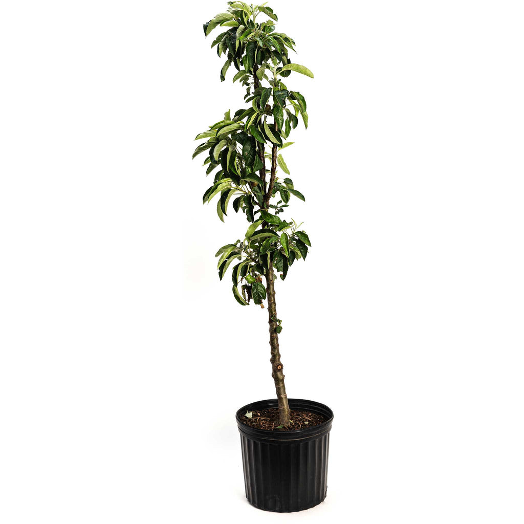 Tasty Red™ Fruit Snacks™ Apple Tree live fruit plant