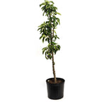 Tasty Red™ Fruit Snacks™ Apple Tree live fruit plant
