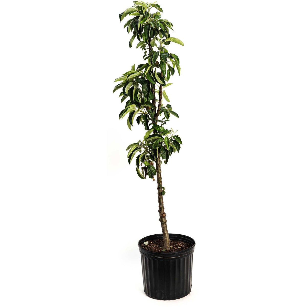 Tasty Red™ Fruit Snacks™ Apple Tree live fruit plant