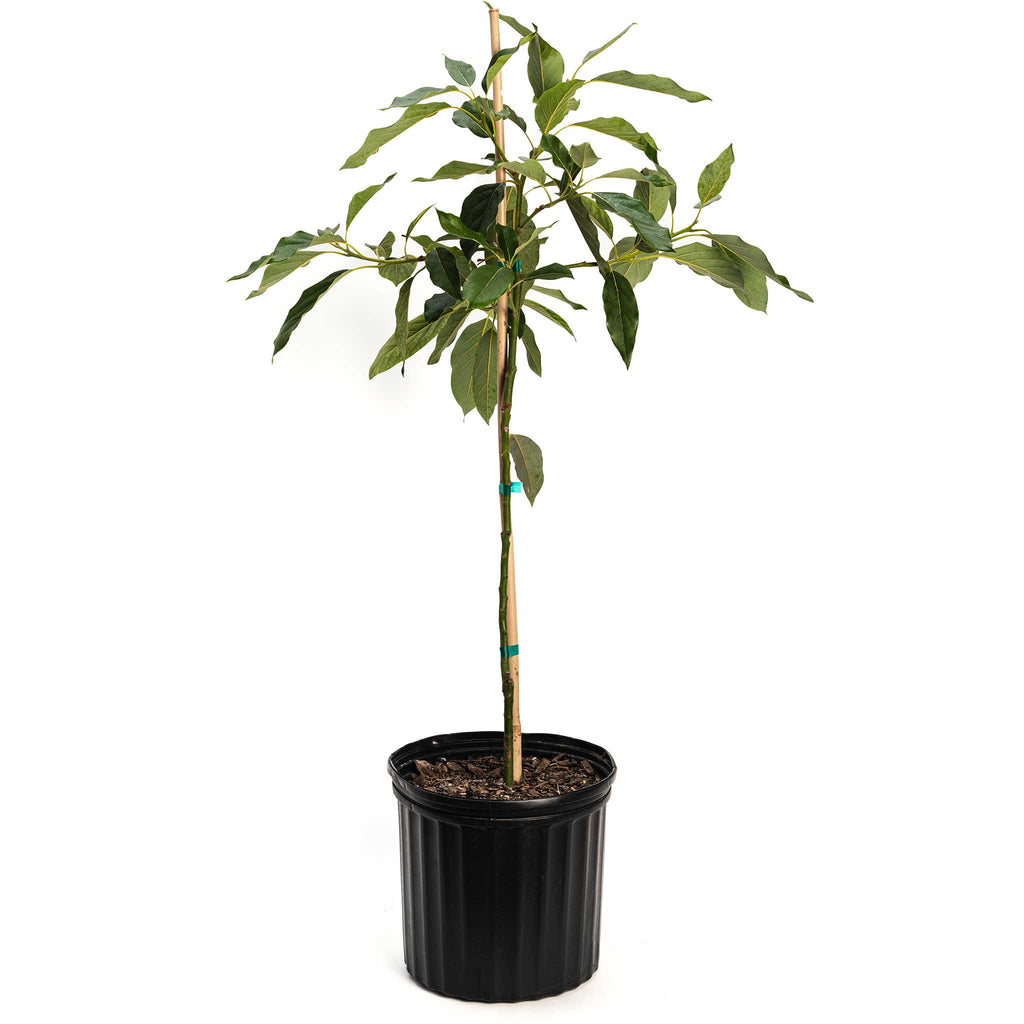 Cold Hardy Avocado Tree — Grafted Fruit Tree live plant