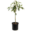 Cold Hardy Avocado Tree — Grafted Fruit Tree