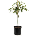 Cold Hardy Avocado Tree — Grafted Fruit Tree live plant