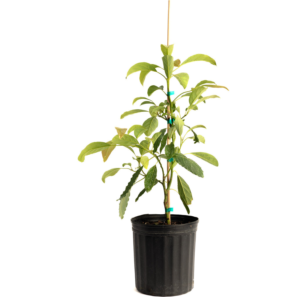Hass Avocado Tree live fruit plant