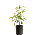 Hass Avocado Tree live fruit plant