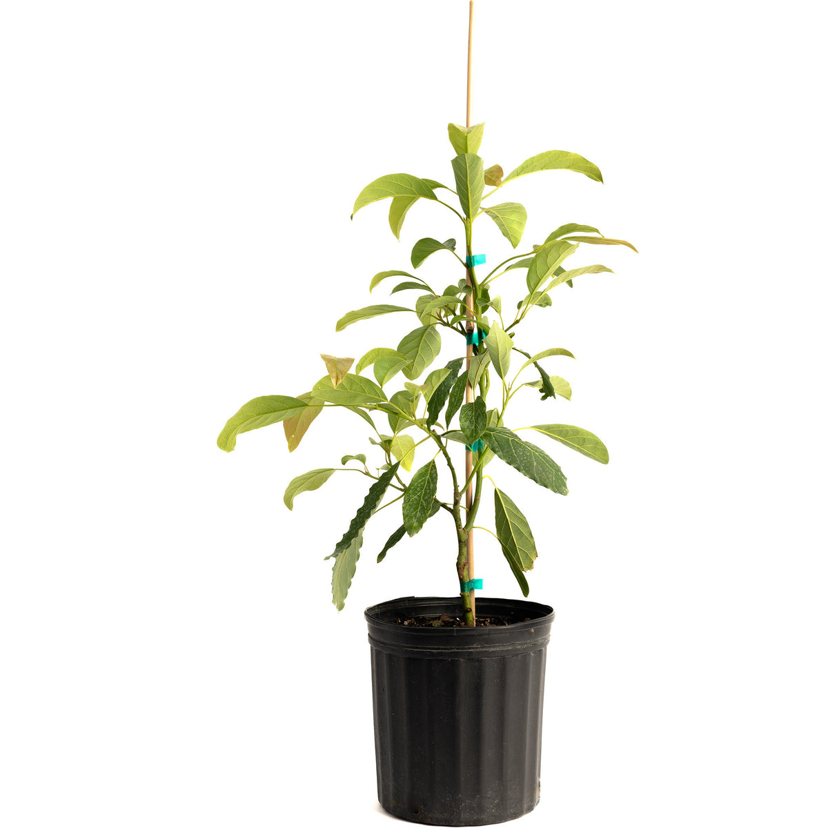 Hass Avocado Tree live fruit plant
