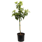 Pancho Cold Hardy Avocado — Resilient Fruit Tree live plant