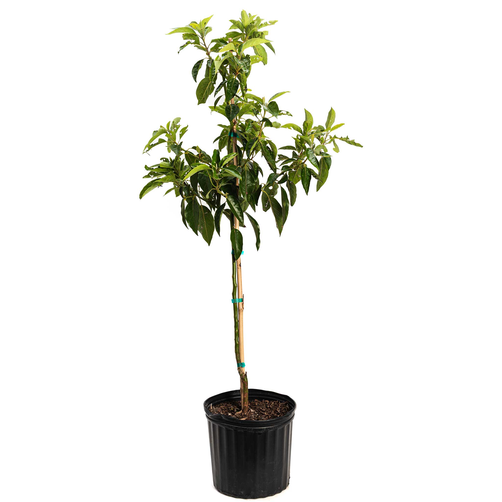 Pancho Cold Hardy Avocado — Resilient Fruit Tree live plant