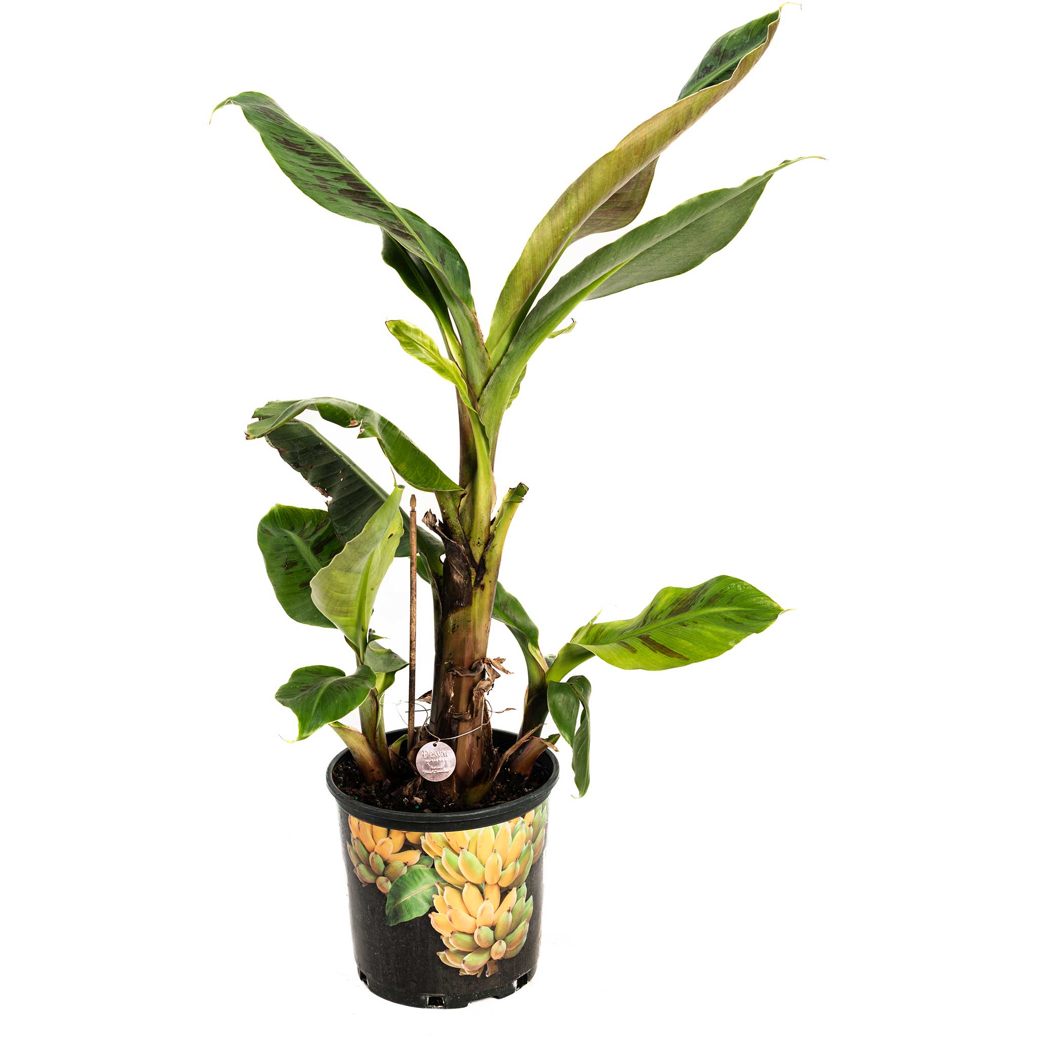 Dwarf Cavendish Banana Tree — Compact Tropical Fruit Plant live plant