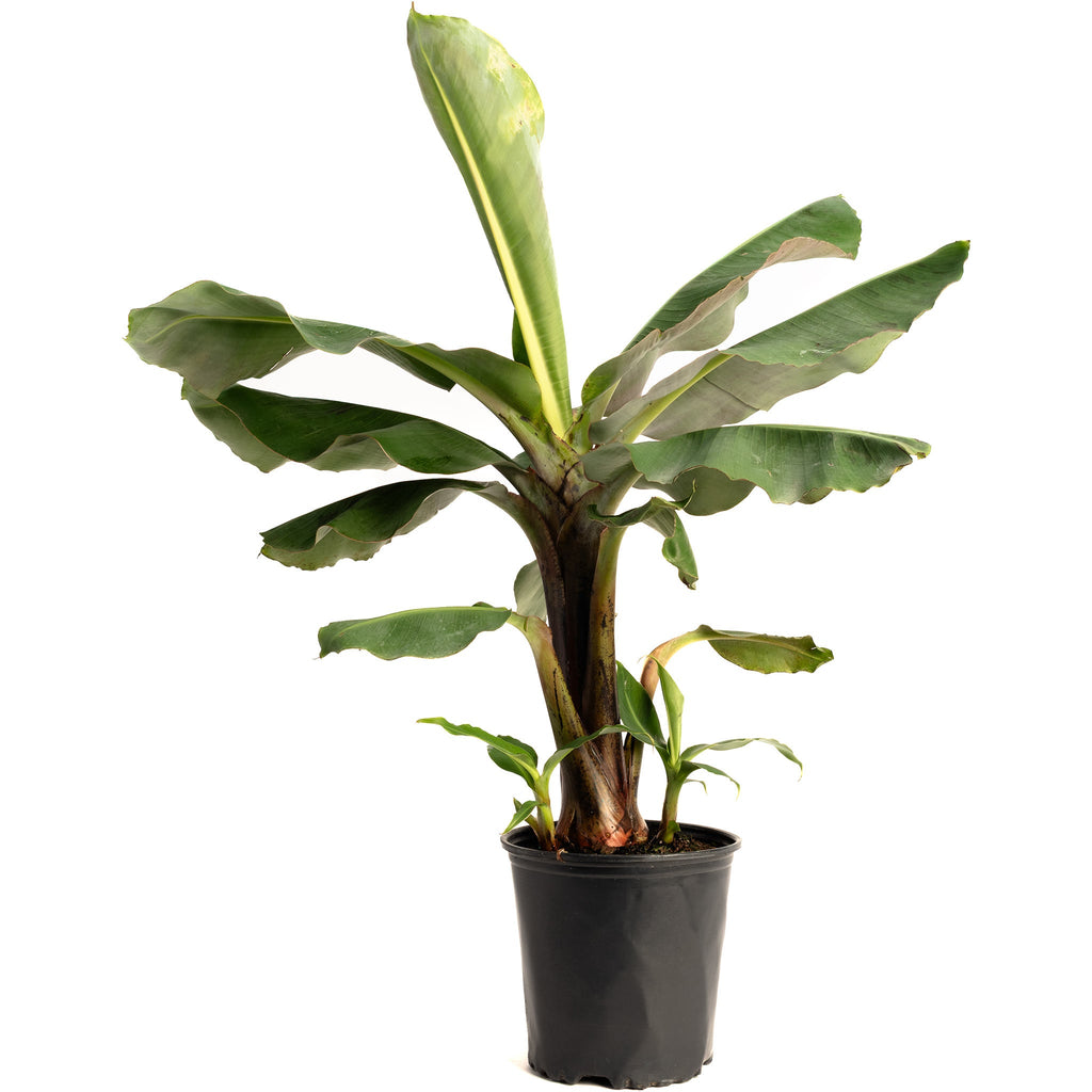 Truly Tiny Banana — Compact Patio Banana Plant live plant