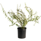 Goji Berry live fruit plant