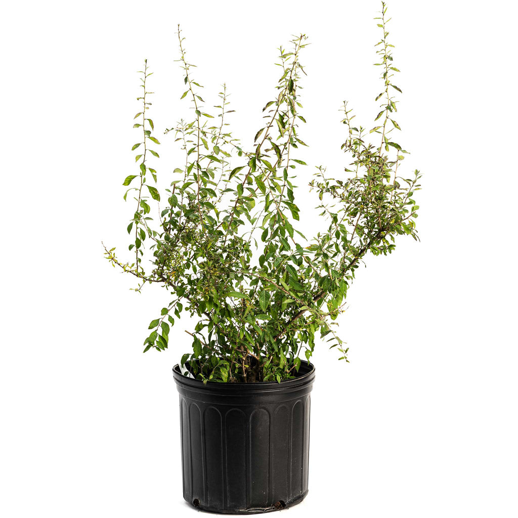 Goji Berry live fruit plant
