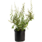 Goji Berry live fruit plant