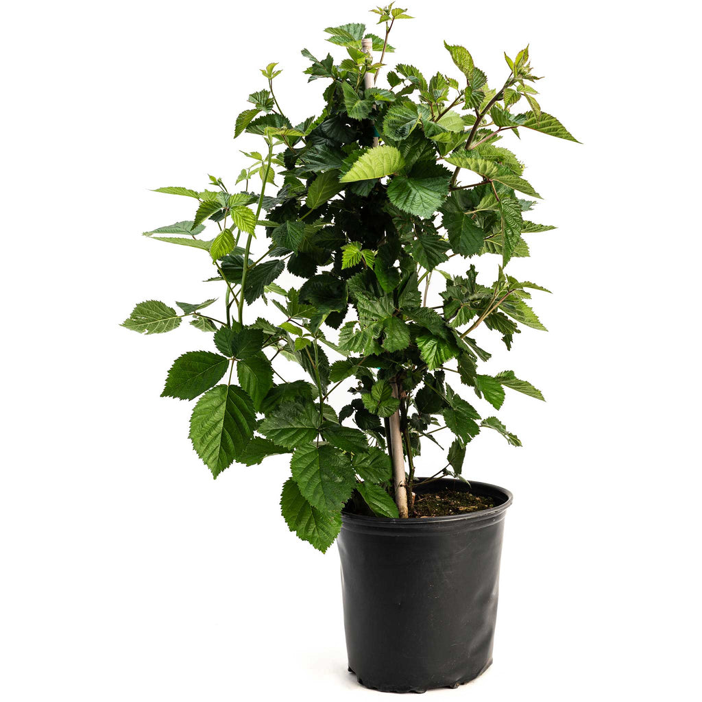 Thornless Blackberry Bush — Easy-Pick Berry Plant live plant