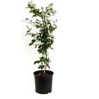 Thornless Blackberry Bush — Easy-Pick Berry Plant live plant