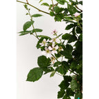 Thornless Blackberry Bush — Easy-Pick Berry Plant live plant