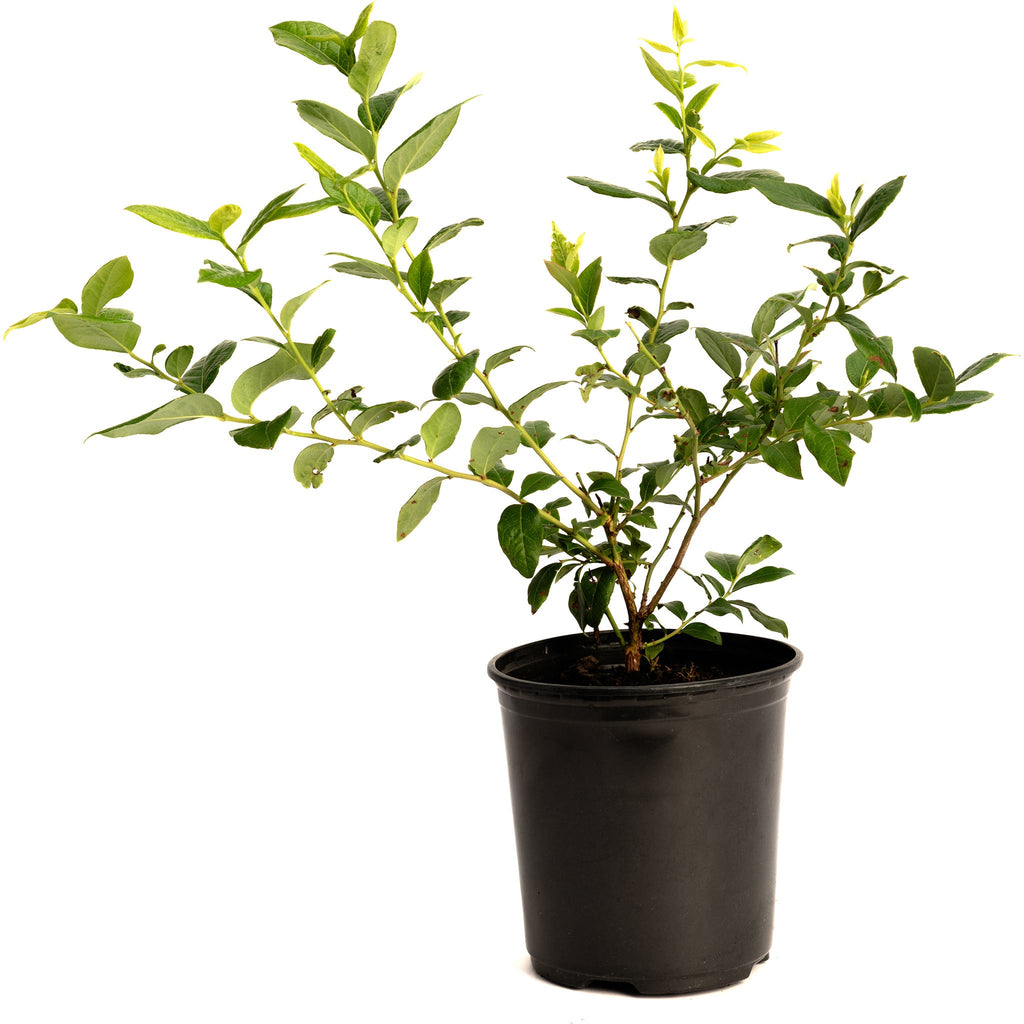 Bluecrop Blueberry live fruit plant