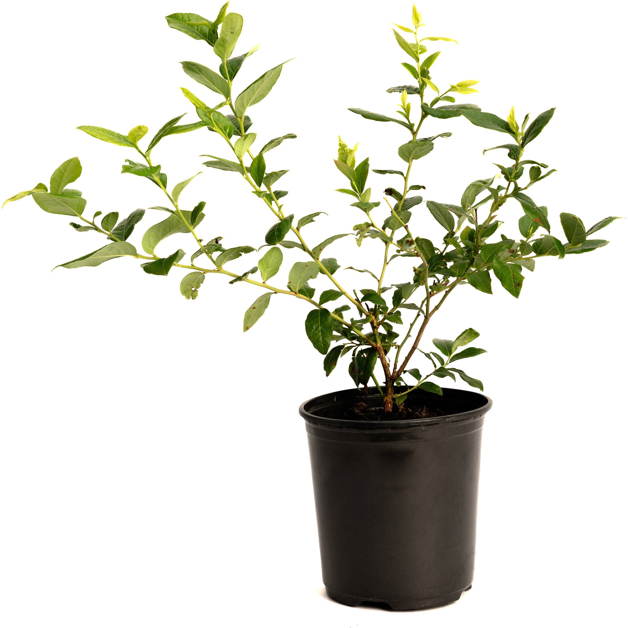 Bluecrop Blueberry live fruit plant
