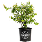 Duke Blueberry live fruit plant