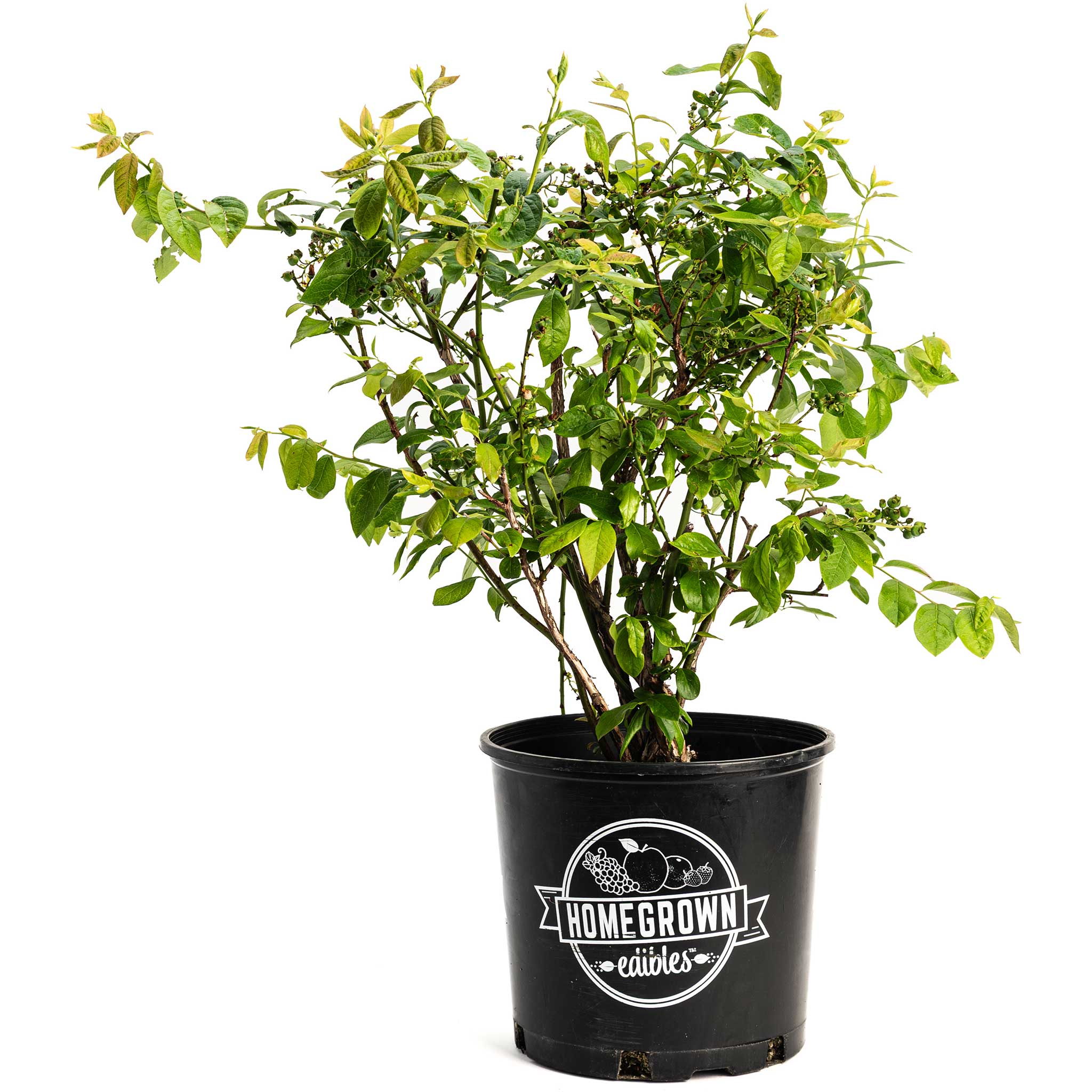 Duke Blueberry live fruit plant