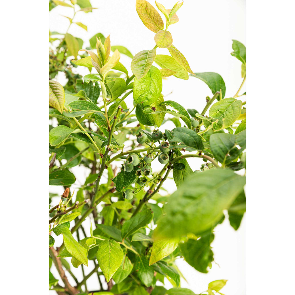 Duke Blueberry live fruit plant