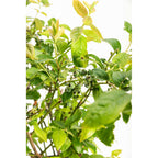 Duke Blueberry live fruit plant