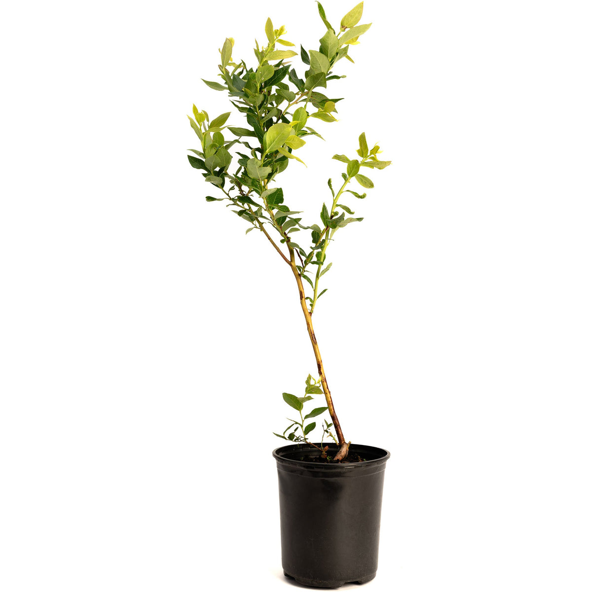 Duke Blueberry live fruit plant