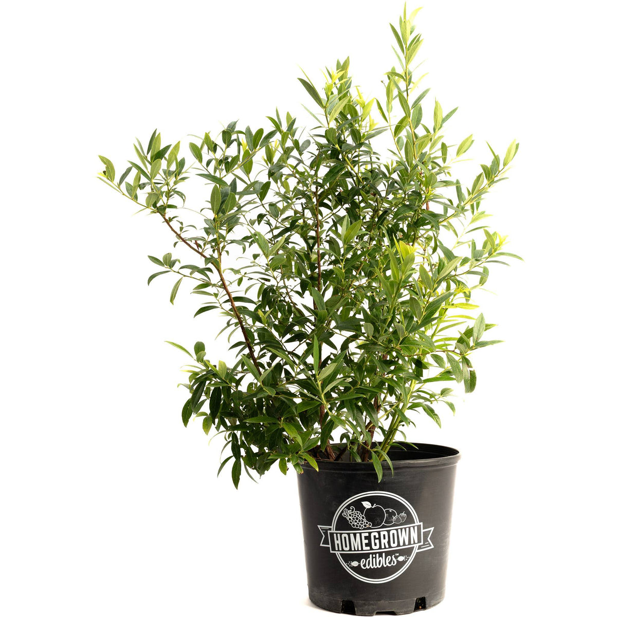 Pink Lemonade Blueberry — Pink-Fruited Berry Bush live plant