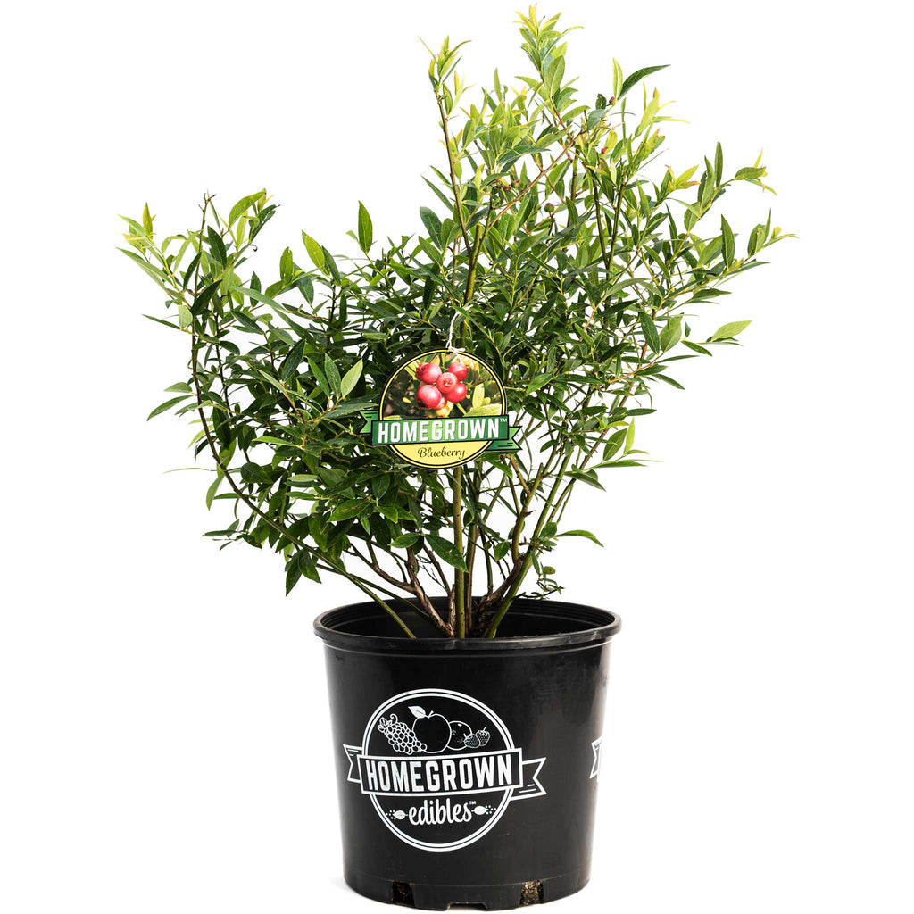 Pink Lemonade Blueberry — Pink-Fruited Berry Bush live plant