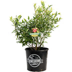 Pink Lemonade Blueberry — Pink-Fruited Berry Bush live plant