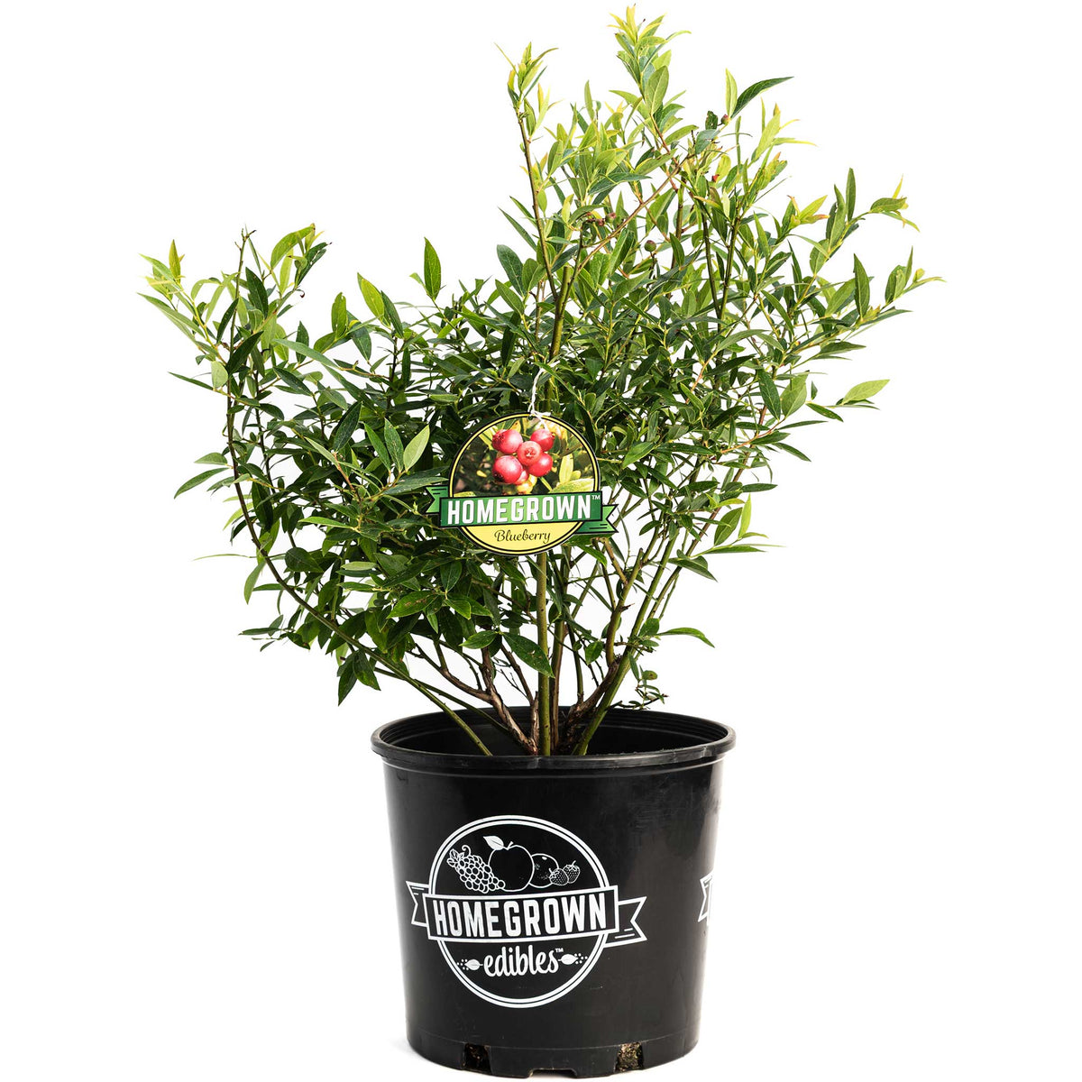 Pink Lemonade Blueberry — Pink-Fruited Berry Bush live plant