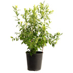 Pink Lemonade Blueberry — Pink-Fruited Berry Bush live plant