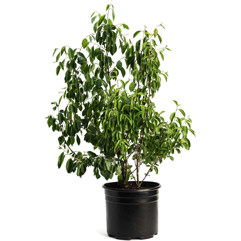 Romeo and Juliet Cherry Trees live fruit plant
