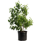 Romeo and Juliet Cherry Trees live fruit plant