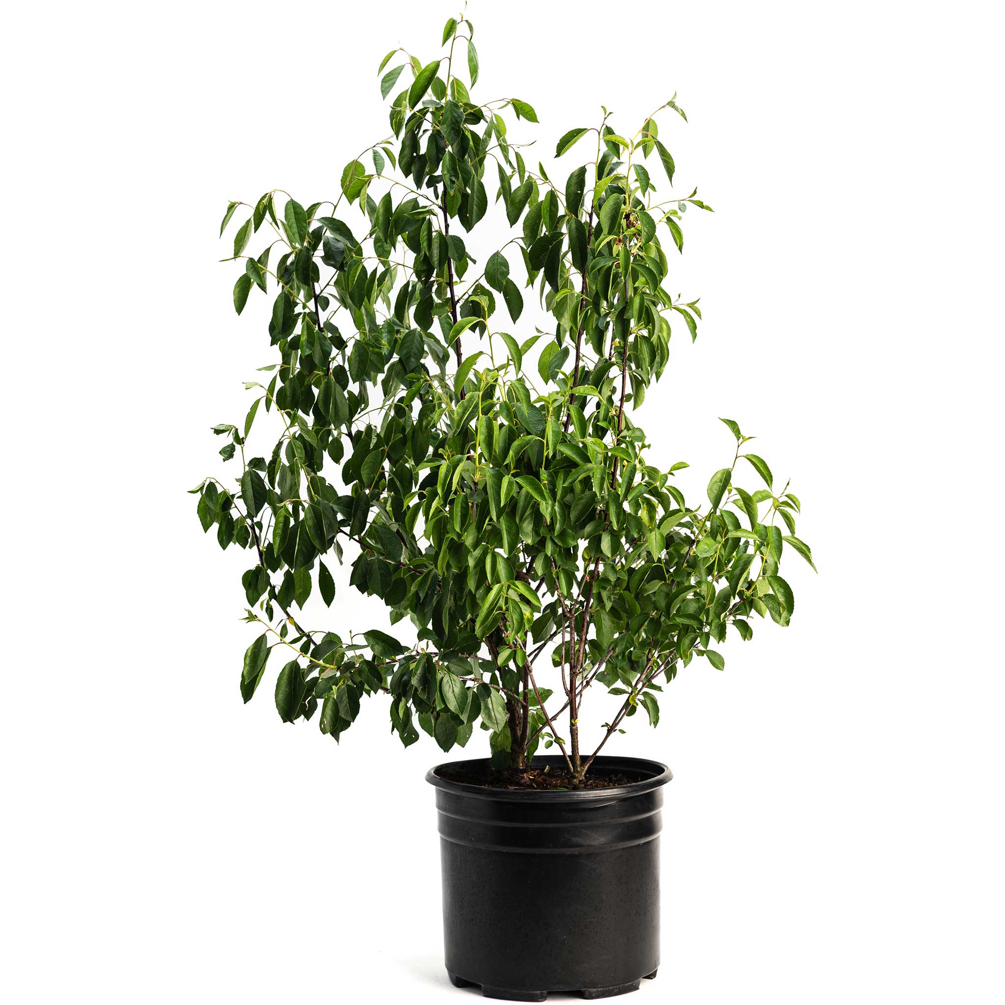 Romeo and Juliet Cherry Trees live fruit plant