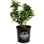 Key Lime Bush live fruit plant